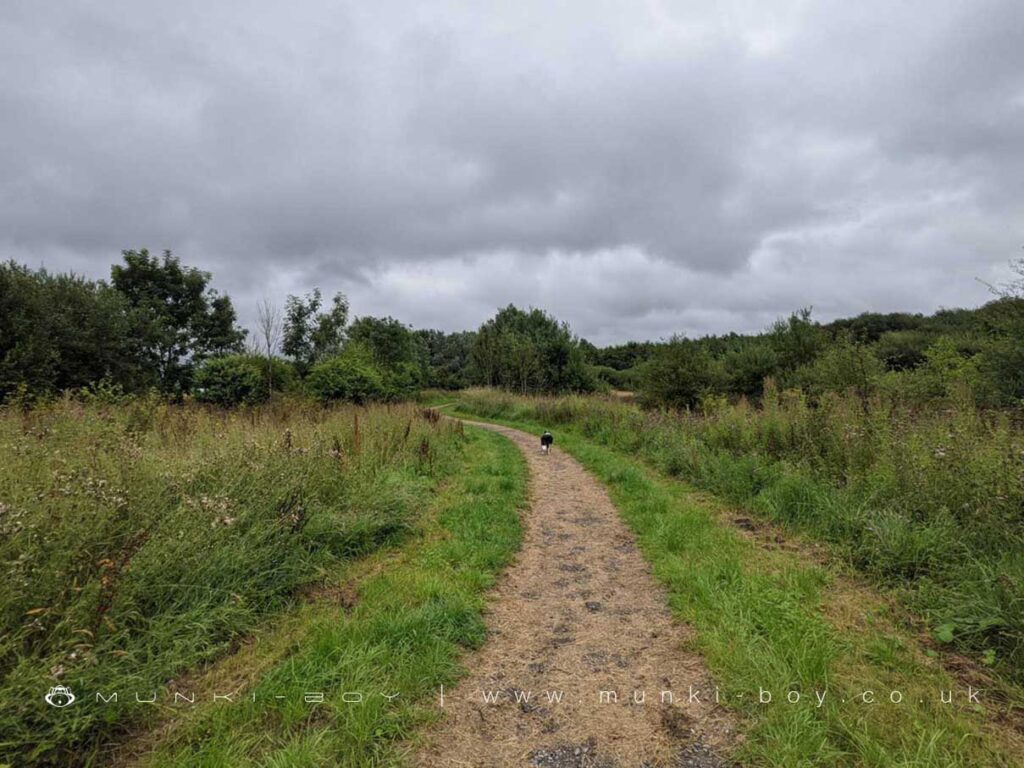 Paths Round Viridor Wood