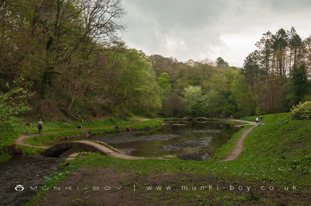 Pond in Sunnyhurst Wood