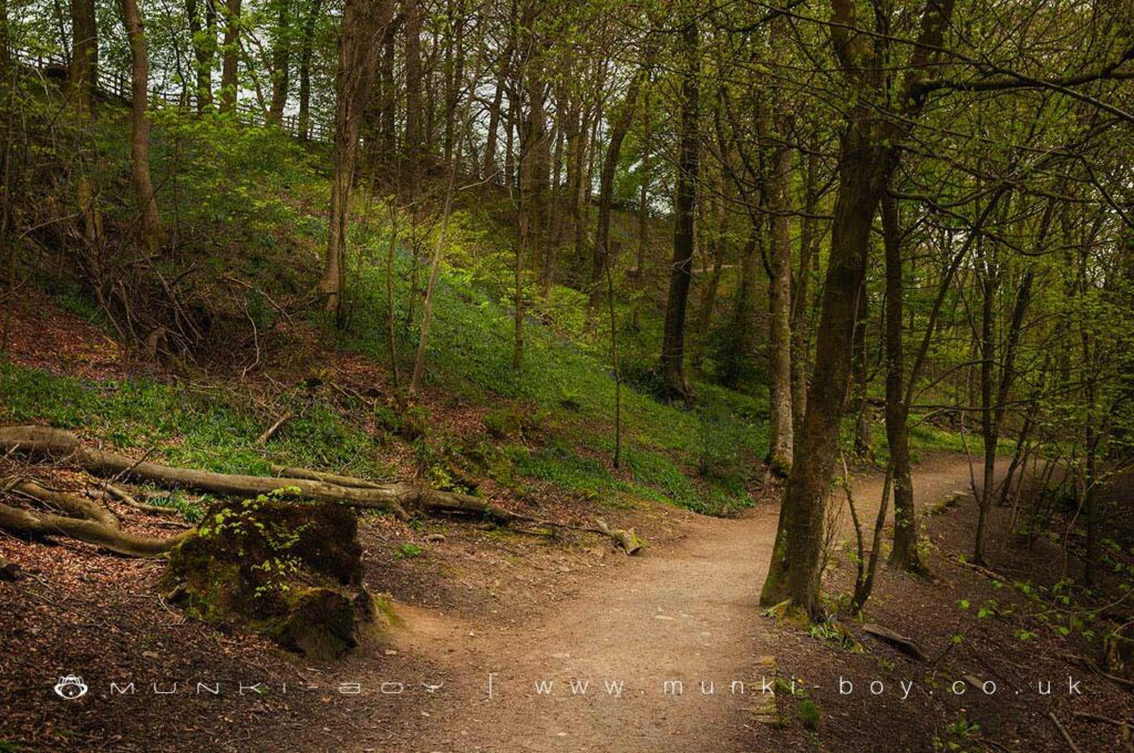 Sunnyhurst Wood