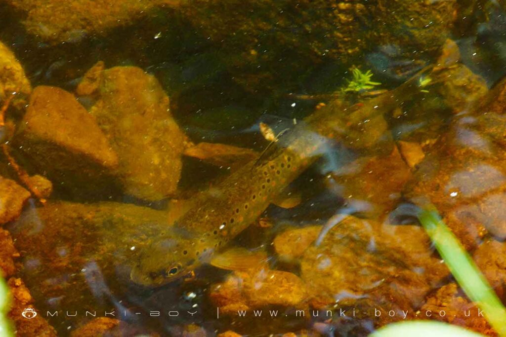 A Trout Fish in The Goit