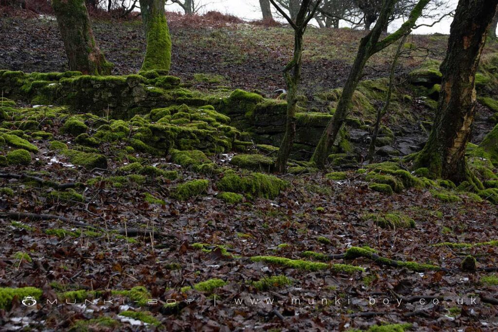A few low, ruined walls of an 18th Century or earlier farmhouse are all that remain of Ripping, probably an old farm that was in use until the early 20th Century with a single building probably a barn or cottage remaining intact after the main building became derelict. There’s not much to see but the ruin is right beside the small lane leading into Brinscall woods and passed often by walkers.